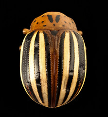 Anglų lietuvių žodynas. Žodis colorado beetle reiškia kolorado vabalas lietuviškai.
