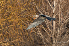 Great Blue Heron flyby