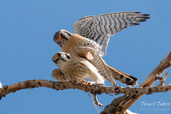 American Kestrel Mating Sequence - 3 of 13