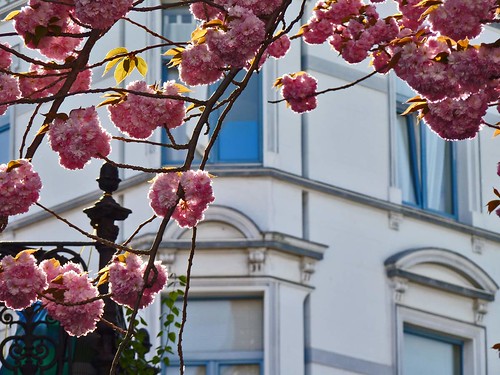 Kirschblüte 2015 Altstadt Bonn - Touristen