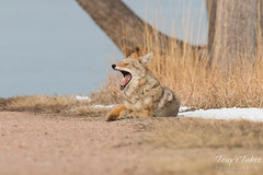 Yawning female coyote
