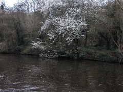 Canal blossom 4