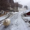 #sheep walk the road