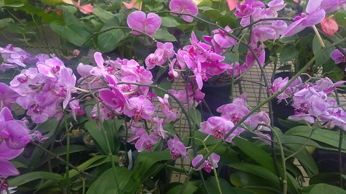 Orchids at La Vega Estate, Trinidad