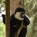 Colobus monkey at Amora Gedel Park, Hawassa (7)