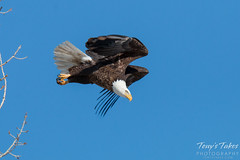 Bald Eagle launch sequence - 6 of 8