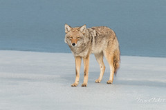 Male coyote patrols the ice