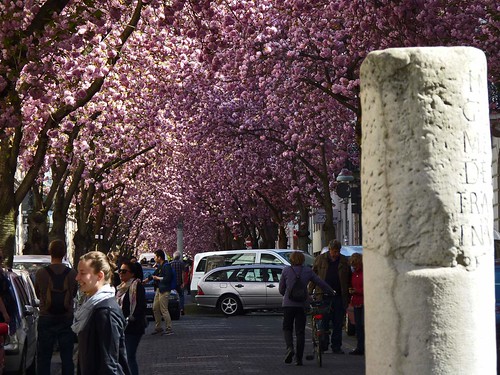 Kirschblüte 2015 Altstadt Bonn - Touristen
