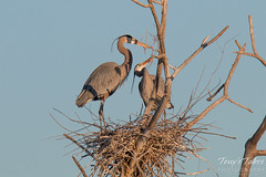 Great Blue Herons work on their nest
