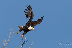 Bald Eagle launch sequence - 7 of 9
