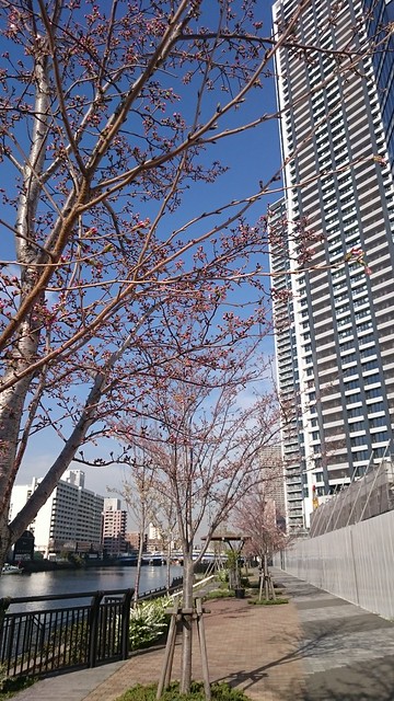 桜満開の運河テラス、楽しみですね!!