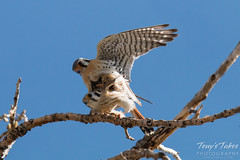 American Kestrel Mating Sequence - 9 of 13
