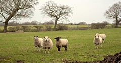 Anglų lietuvių žodynas. Žodis domestic sheep reiškia naminių avių lietuviškai.