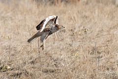 Red Tailed Hawk Takes Flight