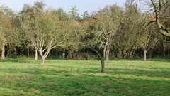 Orchard, October 2009