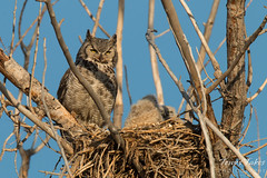Female Great Horned Owl keeps watch on her young ones