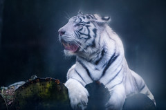 weißer Tiger