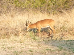 Grazing Antelope