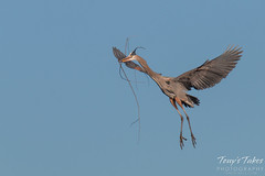 Great Blue Herons work on their nest