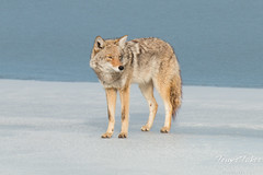 Male coyote patrols the ice
