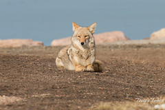 Female coyote relaxes in the morning sun
