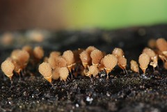 Anglų lietuvių žodynas. Žodis acellular slime mold reiškia acellular gleives pelėsių lietuviškai.