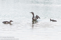Red-throated Loon family