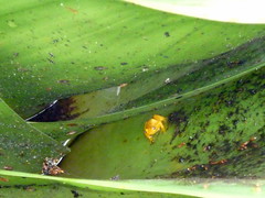 Poisonous Golden Frog Endemic to Kaieteur Falls