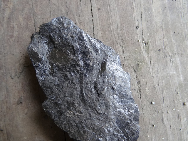新竹尖石煤礦葉子化石14