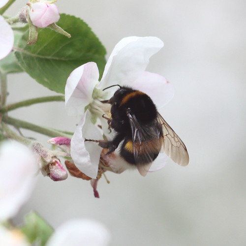 Bumblebee, From FlickrPhotos
