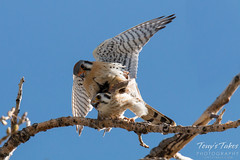 American Kestrel Mating Sequence - 10 of 13