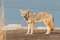 Female coyote keeps watch