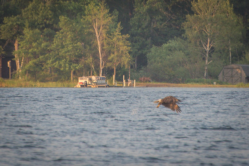Eagle just caught a fish.  If you look closely you can see the splash of water behind. • <a style="font-size:0.8em;" href="http://www.flickr.com/photos/96277117@N00/27921206494/" target="_blank">View on Flickr</a>