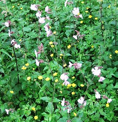 Buttercups and campion