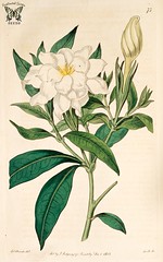Anglų lietuvių žodynas. Žodis gardenia jasminoides reiškia <li>Gardenia jasminoides</li> lietuviškai.