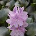 Purple Lily Flowers 1