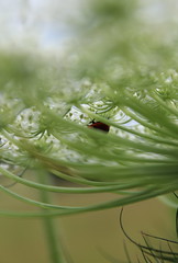 ladybug-from-below