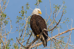 Regal Bald Eagle poses for pictures
