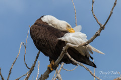 Bald Eagle preens itself