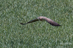 Swainson's Hawk landing sequence - 1 of 13.