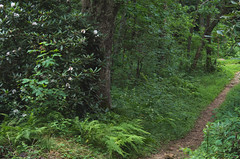 Chadwell Gap Trail