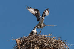 Male Osprey delivers nest building material