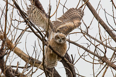 Great Horned Owl owlet flaps its wings to catch itself
