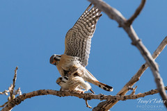 American Kestrel Mating Sequence - 7 of 13