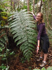The largest fern in the world?
