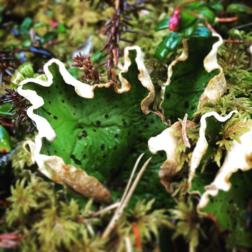 Liverwort grows on the valley floor on a trail off North Star #yxy #Yukon #worldbeneathmyfeet