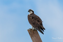 Posing Osprey