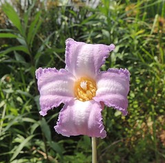 Clematis crispa (Swamp Leather Flower)