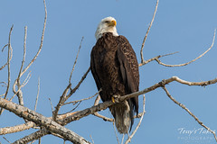 Fantastic Bald Eagle