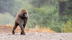 Male olive baboon in Awash National Park